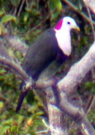 Ptilinopus dohertyi
